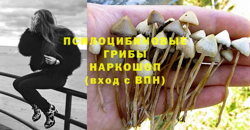 Галлюциногенные грибы Magic Shrooms  Борзя 